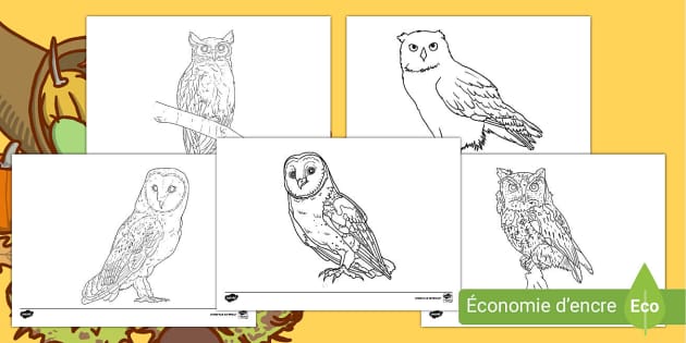Activite De Coloriage La Chouette Et Le Hibou Activite De Coloriage La Chouette Et Le Hibou