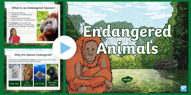 Endangered Species and Animals | PowerPoint | Project Work