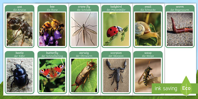 Minibeasts Photo Flashcards English/German - EAL, German, Minibeasts Photo