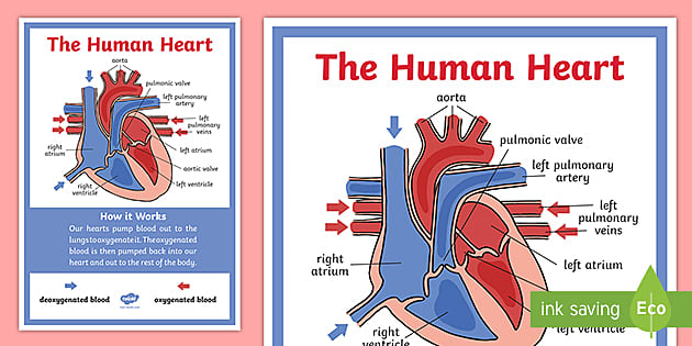 parts of the human heart labeled