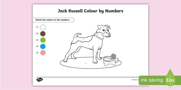 Free jack russell near me top