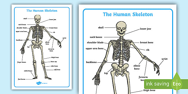 Human Skeleton Labelling Sheet Human Bones Labelled