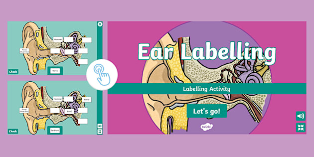 Parts of the Ear Interactive Labelling Activity - Twinkl