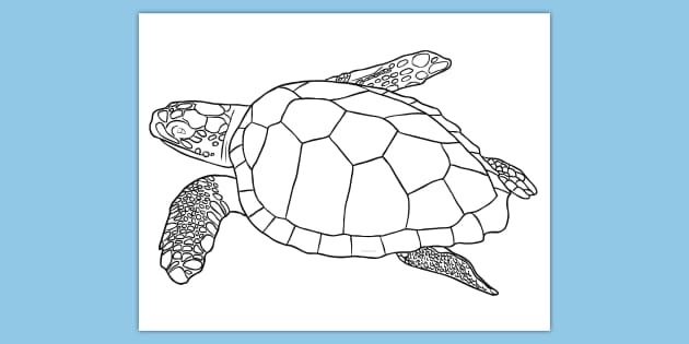 free sea turtle coloring sheet teacher made