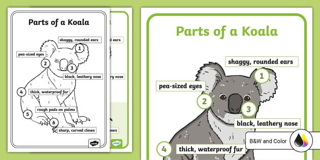 Anatomy of a Koala Display Poster (teacher made) - Twinkl