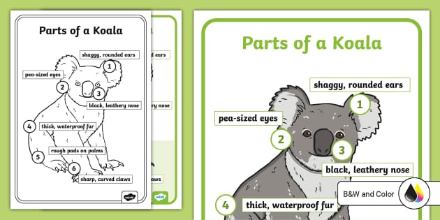 Anatomy Of A Koala Display Poster