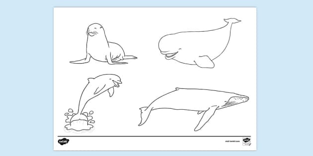 Marine Life Seal Whale Dolphin Colouring Sheets Fine Motor Skills 