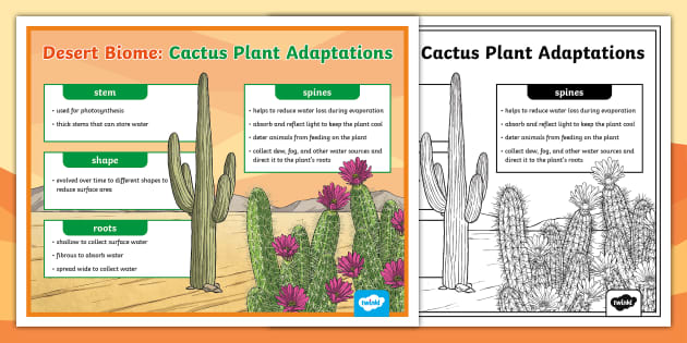 Desert Plant Adaptations Display Poster - Teaching Resource