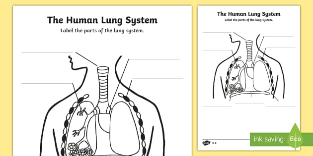 Human Body Lungs Diagram Labelling Worksheet    Worksheet