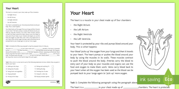 Your Heart Worksheet / Worksheet
