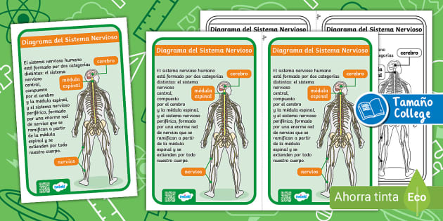 diagrama del sistema nervioso periférico