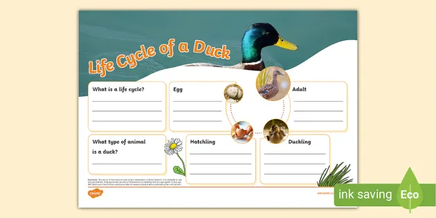 Duck Life Cycle Word Mat (teacher made) - Twinkl