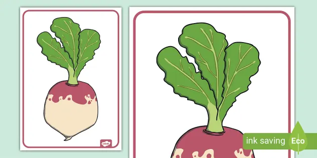 turnips clip art