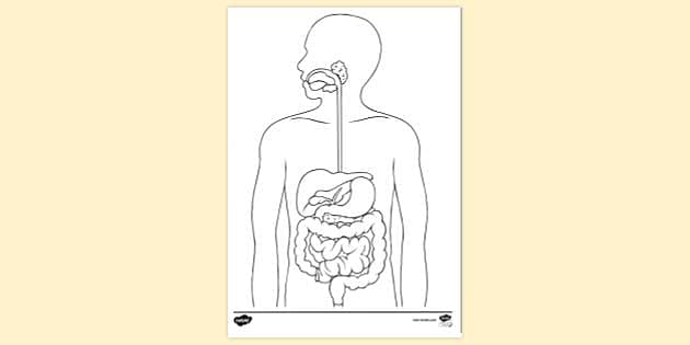 Diagram showing internal human digestive system Vector Image