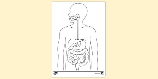 240+ Small Intestine Drawing Stock Photos, Pictures & Royalty-Free Images -  iStock