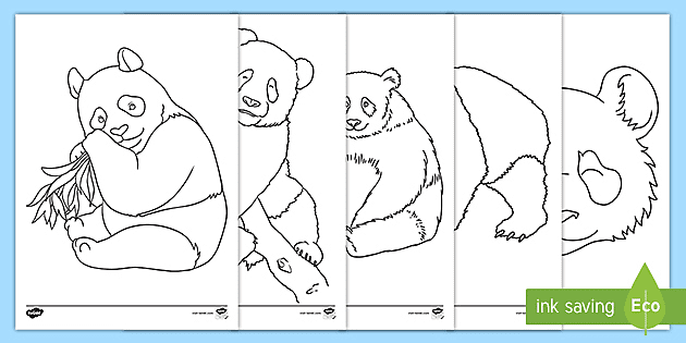 Panda Colouring In Pages Teacher Made