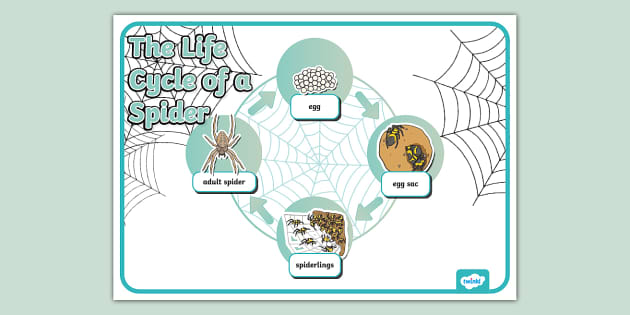 Spider Life Cycle Display Poster öğretmen Yaptı