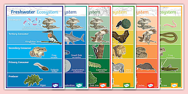 Food Chain Diagram in Different Habitats Posters Biology Diagrams