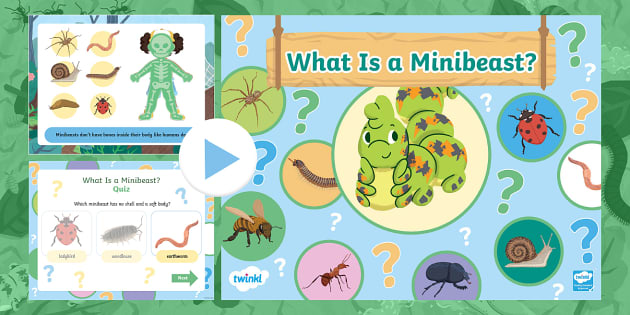 What Is a Minibeast? PowerPoint and Quiz - Twinkl