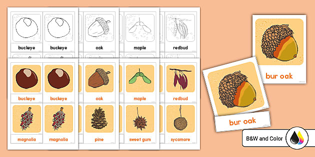 Three-part Cards for Fall Trees and Fruit (teacher made)