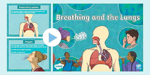 Respiratory System PowerPoint – Breathing and the Lungs