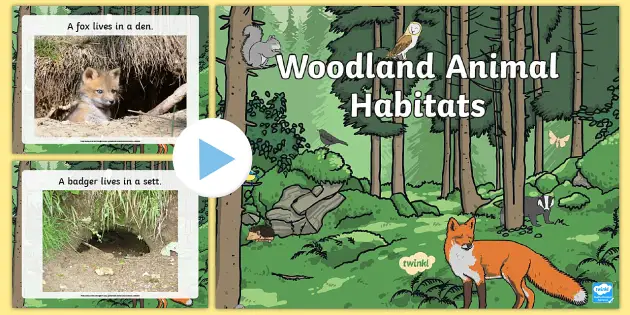 Woodland Habitat KS1 | PowerPoint | Twinkl Primary Resources