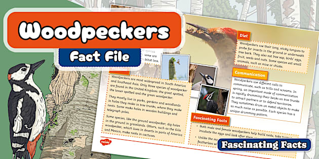 Repo Save File KS2 Woodpecker Fact File