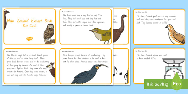New Zealand Extinct Birds Fact Cards Teacher Made