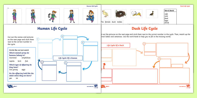 Duck Life Cycle Word Mat (teacher made) - Twinkl