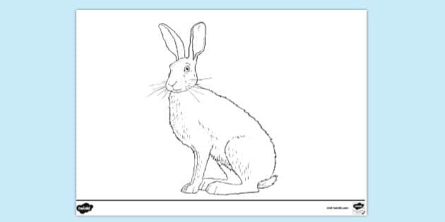arctic hare coloring pages