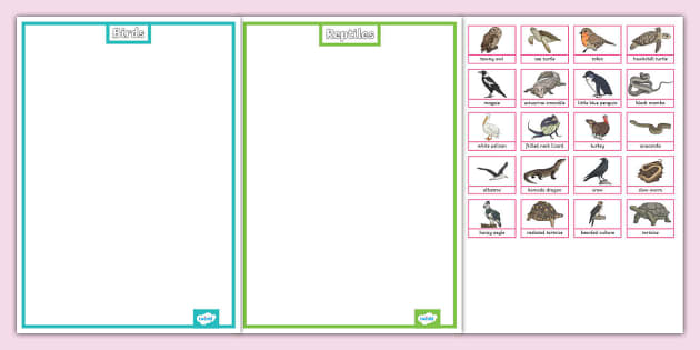 Birds and Reptiles Sorting Activity (teacher made) - Twinkl
