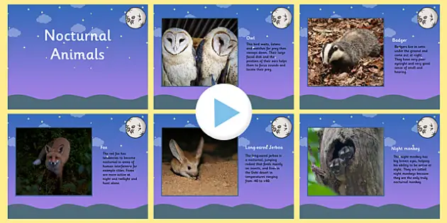 Nocturnal Animals Fact File (teacher made) - Twinkl