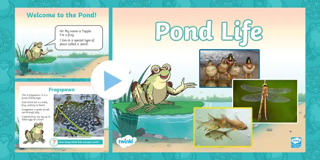 made)　Life　Pond　EYFS　(teacher　Information　PowerPoint