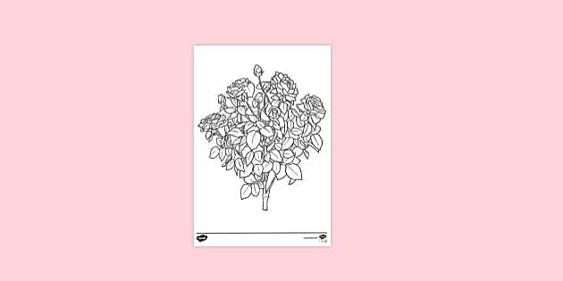 FREE! - Rose Garden Colouring Sheet - Resources - Twinkl
