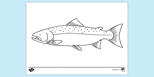 Wild Salmon' C&R Measuring Sticker