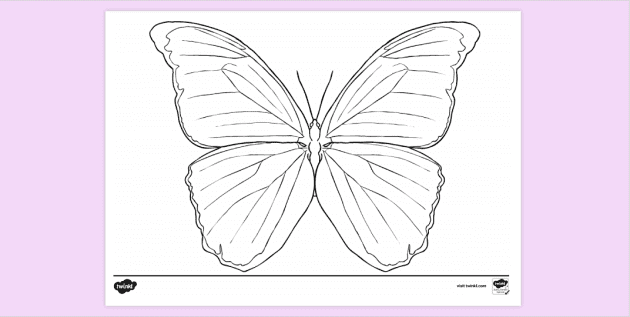 FREE! - Large Butterfly Colouring Page | Colouring Sheets