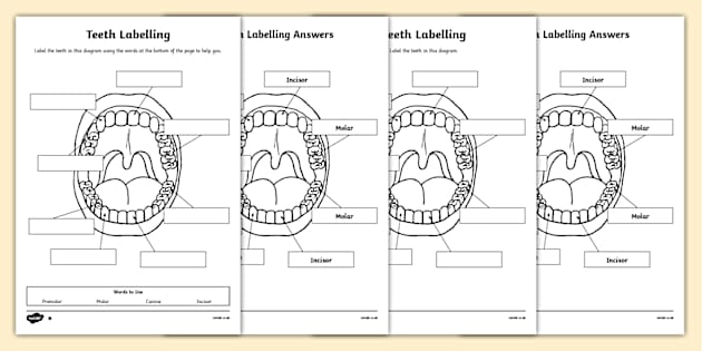 Teeth Labelling Diagra Primary Resources Twinkl