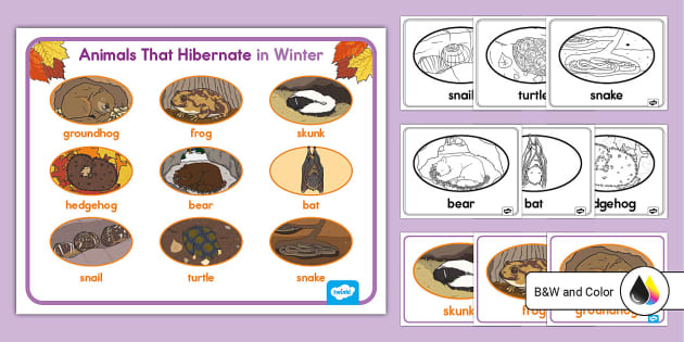 Animals that Hibernate During Winter Posters | Twinkl