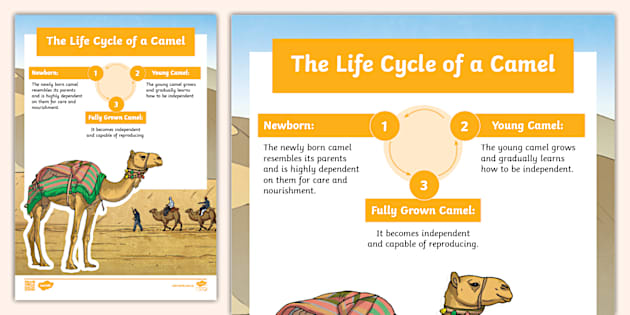 Life Cycle of a Camel (teacher made) - Twinkl