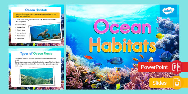 Second Grade Ocean Habitats PowerPoint & Google Slides