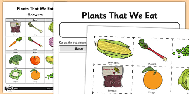 Worksheet / Activity Sheet Plant Parts We Eat - activity, sheet