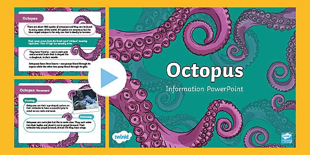 Octopus Information PowerPoint - Primary Resources - Twinkl