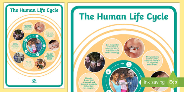 The Life Cycle of a Human Poster - Printable | KS2 Science