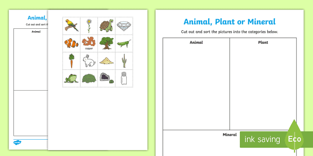 Difference Between Plants and Animals - How Plants Make Food