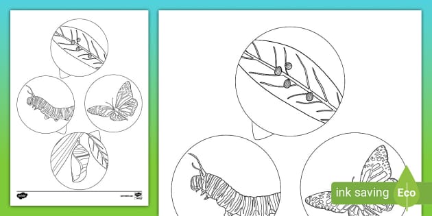 Life Cycle of a Butterfly Colouring (teacher made) - Twinkl