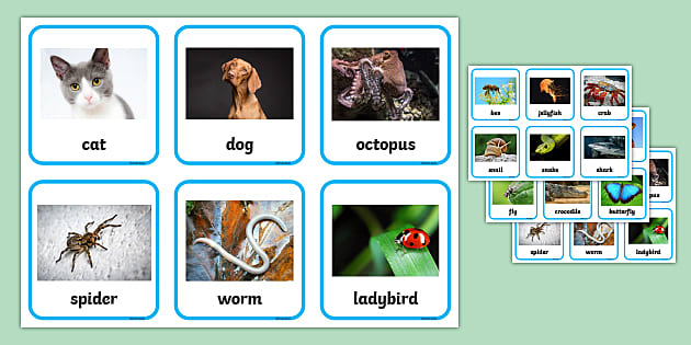 Vertebrates or Invertebrates Photo Cards (teacher made)