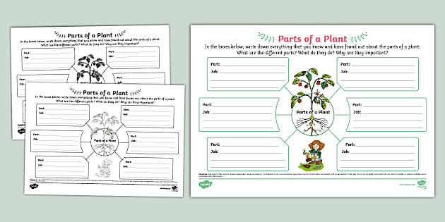 Parts of a Plant Mind Map (teacher made) - Twinkl