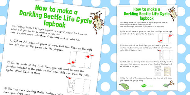 Darkling Beetle Life Cycle Lapbook Instruction Sheet - australia