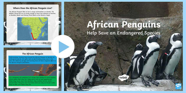 Pinguine in Chile & Argentinien (Infografik)