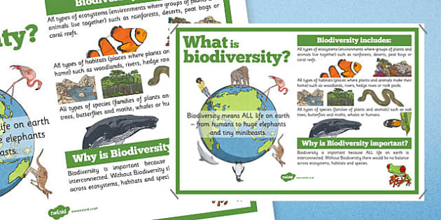 Biodiversity Information Display Poster (teacher Made)